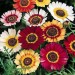 Chrysanthemum Carinatum Mix - Image 2
